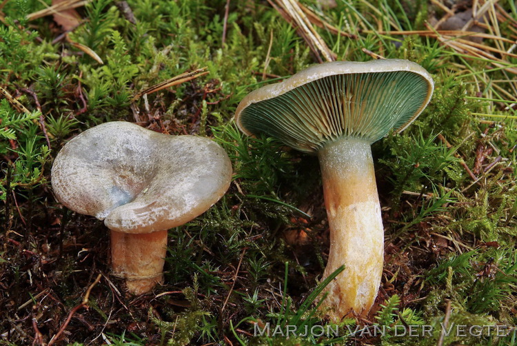 Vaalrode melkzwam - Lactarius semisanguifluus